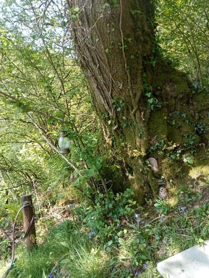 'Morris' The Shepherd'S Hut And Woodland Hot Tub Experience Carmarthen Eksteriør billede